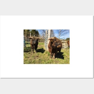 Scottish Highland Cattle Bulls 2393 Posters and Art